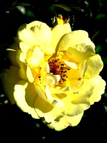 Gelber Engel Rose